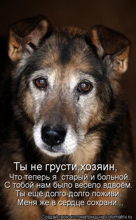 Ты не грусти,хозяин, С тобой нам было весело вдвоём. Ты ещё долго-долго поживи. Меня же в сердце сохр... Котоматрица: Ты не грусти,хозяин, С тобой нам было весело вдвоём. Ты ещё долго-долго поживи. Меня же в сердце сохрани... Что теперь я старый и больной.
