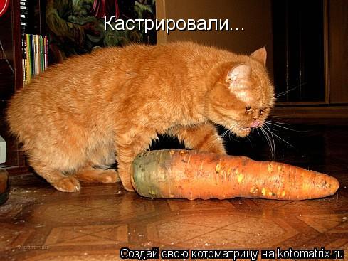 Кастрировали...... Котоматрица: Кастрировали...