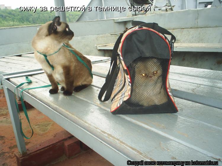 сижу за решеткой в темнице сырой... Котоматрица: сижу за решеткой в темнице сырой