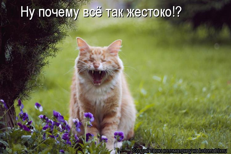Ну почему всё так жестоко!?... Котоматрица: Ну почему всё так жестоко!?