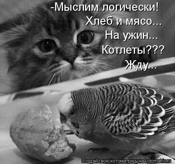 -Мыслим логически! Хлеб и мясо... На ужин... Котлеты??? Жду...... Котоматрица: -Мыслим логически! Хлеб и мясо... На ужин... Котлеты??? Жду...