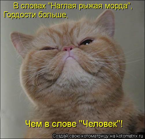 В словах "Наглая рыжая морда", Гордости больше, Чем в слове "Человек"!... Котоматрица: В словах "Наглая рыжая морда", Гордости больше, Чем в слове "Человек"!