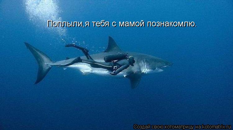 Поплыли,я тебя с мамой познакомлю.... Котоматрица: Поплыли,я тебя с мамой познакомлю.