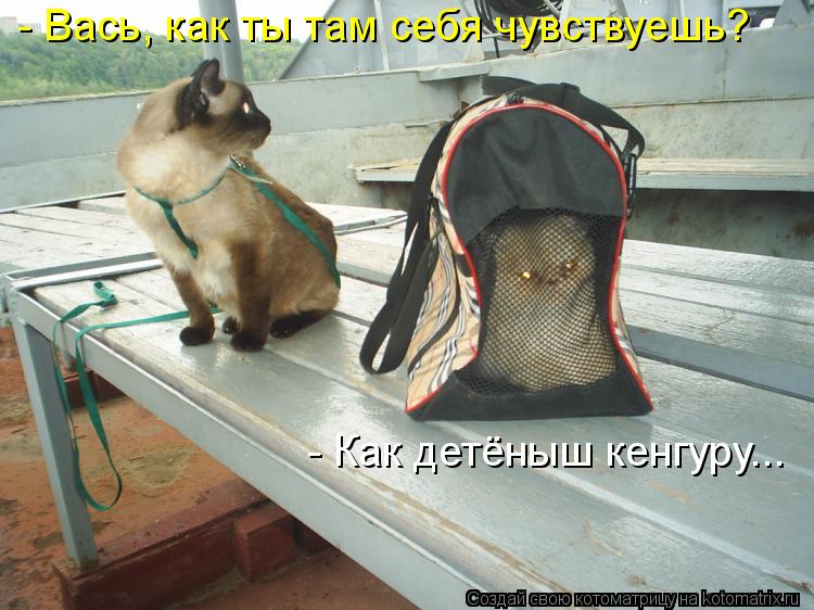 - Вась, как ты там себя чувствуешь? - Как детёныш кенгуру...... Котоматрица: - Вась, как ты там себя чувствуешь? - Как детёныш кенгуру...