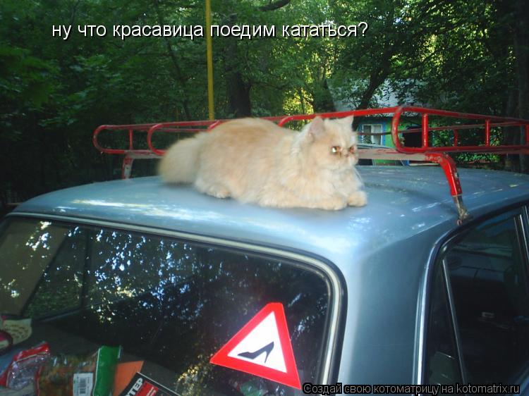 ну что красавица поедим кататься?... Котоматрица: ну что красавица поедим кататься?