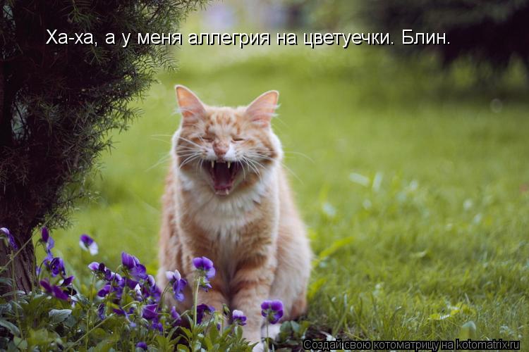 Ха-ха, а у меня аллегрия на цветуечки. Блин.... Котоматрица: Ха-ха, а у меня аллегрия на цветуечки. Блин.