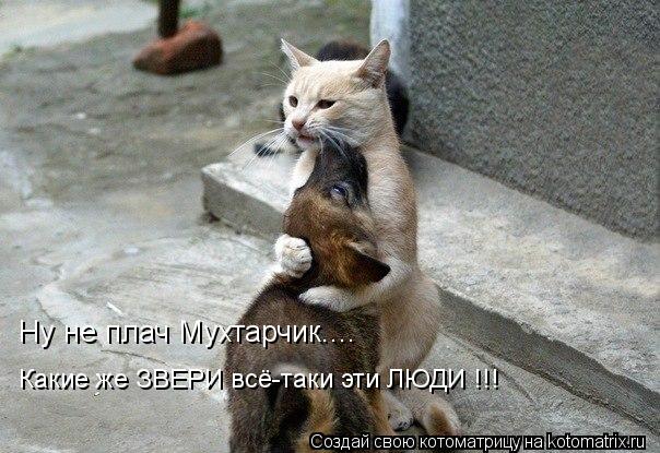 Ну не плач Мухтарчик.... Какие же ЗВЕРИ всё-таки эти ЛЮДИ !!!... Котоматрица: Ну не плач Мухтарчик.... Какие же ЗВЕРИ всё-таки эти ЛЮДИ !!!