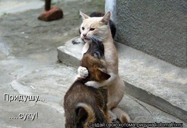 Придушу... ....суку!... Котоматрица: Придушу... ....суку!