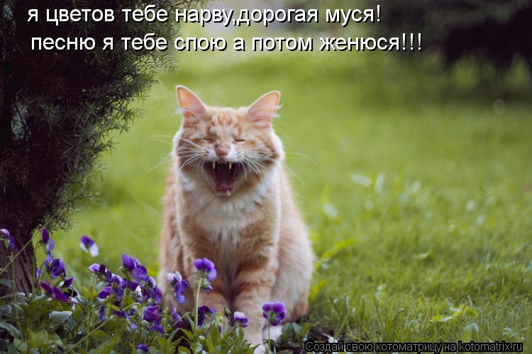 я цветов тебе нарву,дорогая муся! песню я тебе спою а потом женюся!!!... Котоматрица: я цветов тебе нарву,дорогая муся! песню я тебе спою а потом женюся!!!