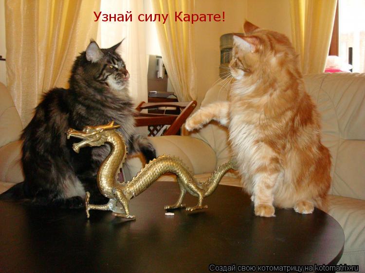 Узнай силу Карате!... Котоматрица: Узнай силу Карате!