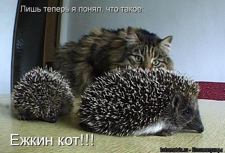 Лишь теперь я понял, что такое: Ежкин кот!!!... Котоматрица: Лишь теперь я понял, что такое: Ежкин кот!!!