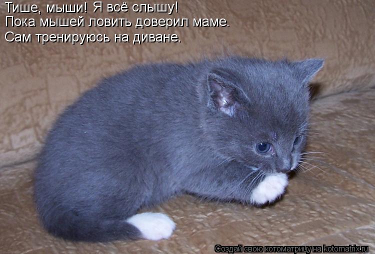 Тише, мыши! Я всё слышу! Пока мышей ловить доверил маме. Сам тренируюсь на диване.... Котоматрица: Тише, мыши! Я всё слышу! Пока мышей ловить доверил маме. Сам тренируюсь на диване.