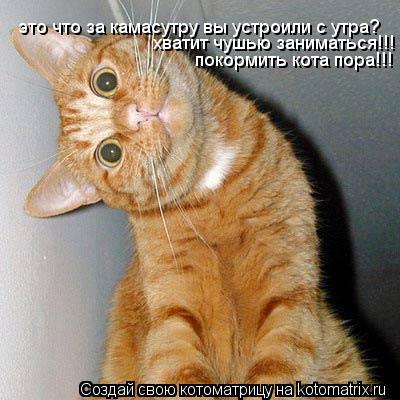 это что за камасутру вы устроили с утра? хватит чушью заниматься!!! покормить кота пора!!!... Котоматрица: это что за камасутру вы устроили с утра? хватит чушью заниматься!!! покормить кота пора!!!