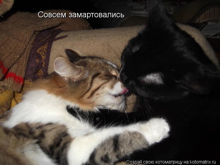 Совсем замартовались... Котоматрица: Совсем замартовались
