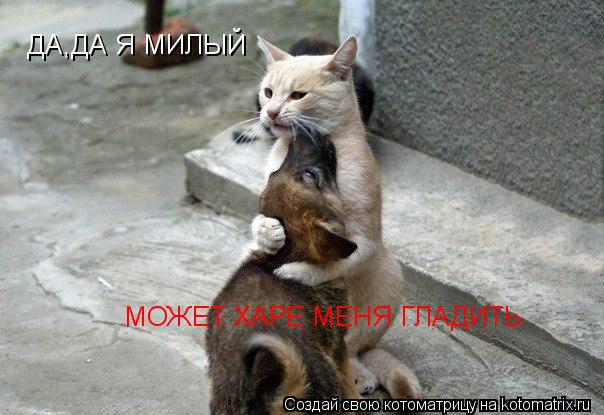 ДА,ДА Я МИЛЫЙ МОЖЕТ ХАРЕ МЕНЯ ГЛАДИТЬ... Котоматрица: ДА,ДА Я МИЛЫЙ МОЖЕТ ХАРЕ МЕНЯ ГЛАДИТЬ