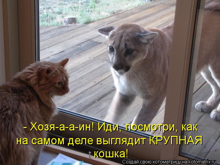 - Хозя-а-а-ин! Иди, посмотри, как на самом деле выглядит КРУПНАЯ кошка!... Котоматрица: - Хозя-а-а-ин! Иди, посмотри, как на самом деле выглядит КРУПНАЯ кошка!