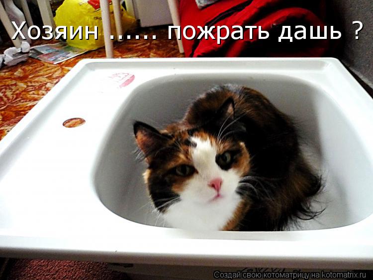 Хозяин ...... пожрать дашь ?... Котоматрица: Хозяин ...... пожрать дашь ?
