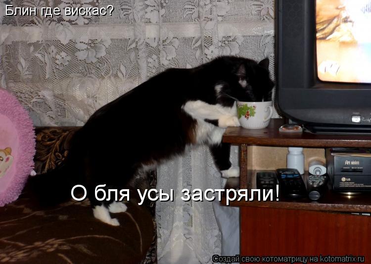 Блин где вискас? О бля усы застряли!... Котоматрица: Блин где вискас? О бля усы застряли!