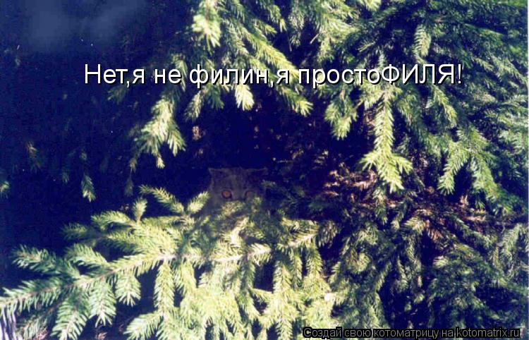 Нет,я не филин,я простоФИЛЯ!... Котоматрица: Нет,я не филин,я простоФИЛЯ!