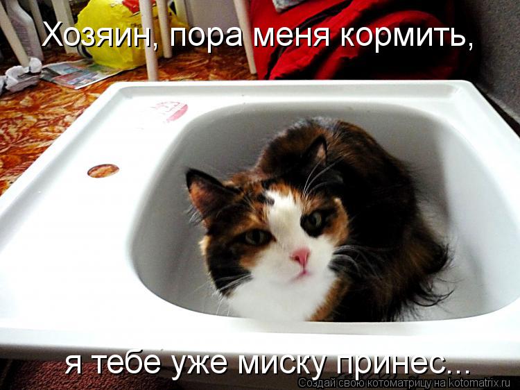 Хозяин, пора меня кормить, я тебе уже миску принес...... Котоматрица: Хозяин, пора меня кормить, я тебе уже миску принес...