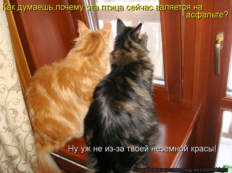 Как думаешь,почему эта птица сейчас валяется на асфальте? Ну уж не из-за твоей неземной красы!... Котоматрица: Как думаешь,почему эта птица сейчас валяется на асфальте? Ну уж не из-за твоей неземной красы!