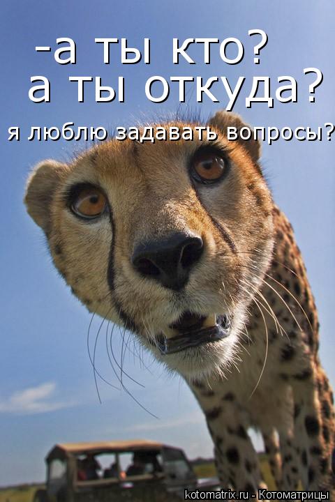 Котоматрица: -а ты кто? а ты откуда? я люблю задавать вопросы? я люблю задавать вопросы?