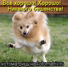 Всё хорошо! Хорошо! Никакого бешенства!... Котоматрица: Всё хорошо! Хорошо! Никакого бешенства!