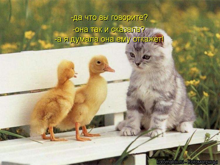-да что вы говорите? -она так и сказала? -а я думала она ему откажет!... Котоматрица: -да что вы говорите? -она так и сказала? -а я думала она ему откажет!