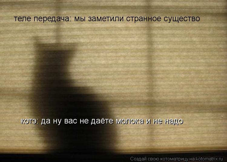 теле передача: мы заметили странное существо котэ: да ну вас не даёте молока и не надо... Котоматрица: теле передача: мы заметили странное существо котэ: да ну вас не даёте молока и не надо
