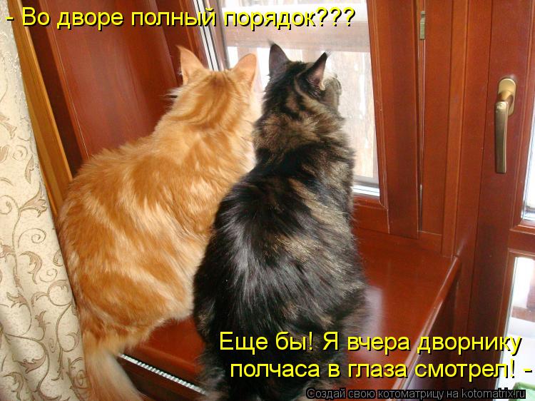 - Во дворе полный порядок??? Еще бы! Я вчера дворнику полчаса в глаза смотрел! -... Котоматрица: - Во дворе полный порядок??? Еще бы! Я вчера дворнику полчаса в глаза смотрел! -