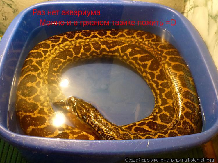 Раз нет аквариума Можно и в грязном тазике пожить =D... Котоматрица: Раз нет аквариума Можно и в грязном тазике пожить =D