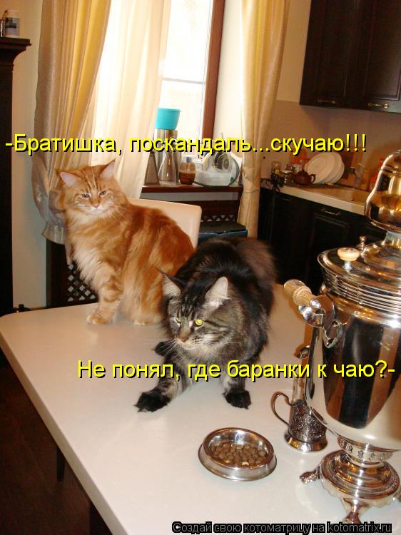 -Братишка, поскандаль...скучаю!!! Не понял, где баранки к чаю?-... Котоматрица: -Братишка, поскандаль...скучаю!!! Не понял, где баранки к чаю?-