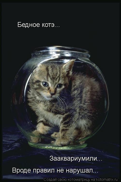 Бедное котэ... Зааквариумили... Вроде правил не нарушал...... Котоматрица: Бедное котэ... Зааквариумили... Вроде правил не нарушал...