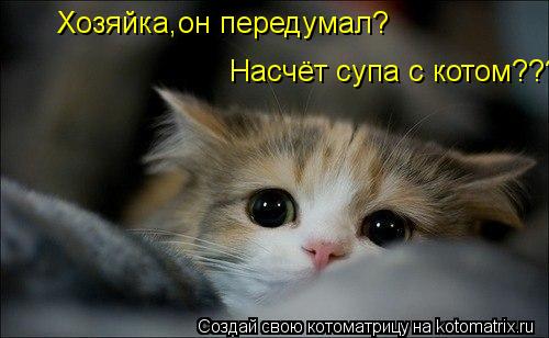 Хозяйка,он передумал? Насчёт супа с котом???... Котоматрица: Хозяйка,он передумал? Насчёт супа с котом???