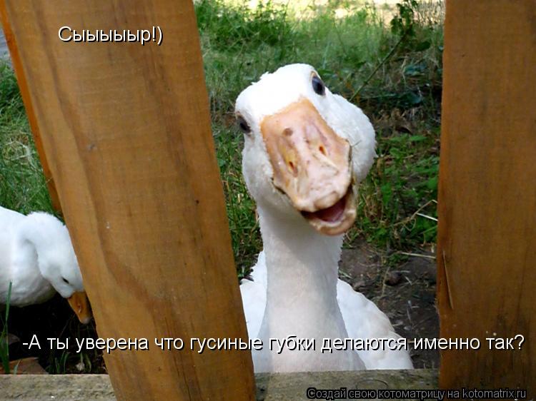 Сыыыыыр!) -А ты уверена что гусиные губки делаются именно так?... Котоматрица: Сыыыыыр!) -А ты уверена что гусиные губки делаются именно так?