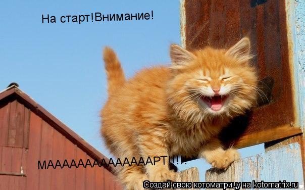 На старт!Внимание! МААААААААААААААРТ!!!!!... Котоматрица: На старт!Внимание! МААААААААААААААРТ!!!!!