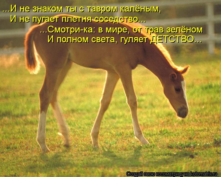 ...И не знаком ты с тавром калёным, И не пугает плетня соседство... ...Смотри-ка: в мире, от трав зел... Котоматрица: ...И не знаком ты с тавром калёным, И не пугает плетня соседство... ...Смотри-ка: в мире, от трав зелёном И полном света, гуляет ДЕТСТВО...