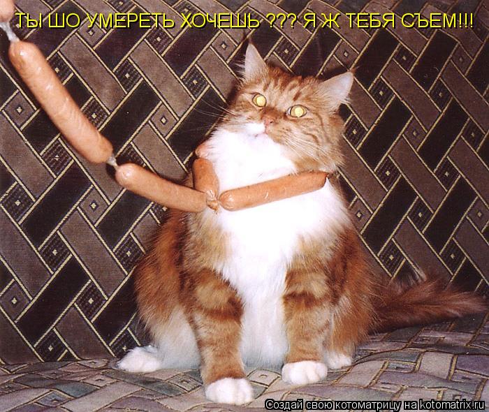 ТЫ ШО УМЕРЕТЬ ХОЧЕШЬ ??? ТЫ ШО УМЕРЕТЬ ХОЧЕШЬ ??? Я Ж ТЕБЯ СЪЕМ!!!... Котоматрица: ТЫ ШО УМЕРЕТЬ ХОЧЕШЬ ??? ТЫ ШО УМЕРЕТЬ ХОЧЕШЬ ??? Я Ж ТЕБЯ СЪЕМ!!!