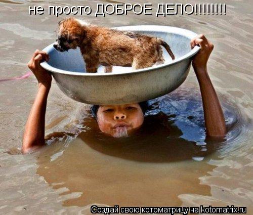 не просто ДОБРОЕ ДЕЛО!!!!!!!!... Котоматрица: не просто ДОБРОЕ ДЕЛО!!!!!!!!
