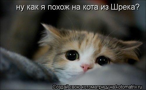 ну как я похож на кота из Шрека?... Котоматрица: ну как я похож на кота из Шрека?