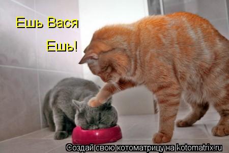 Ешь Вася Ешь!... Котоматрица: Ешь Вася Ешь!