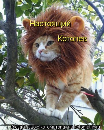 Настоящий Котолев... Котоматрица: Настоящий Котолев
