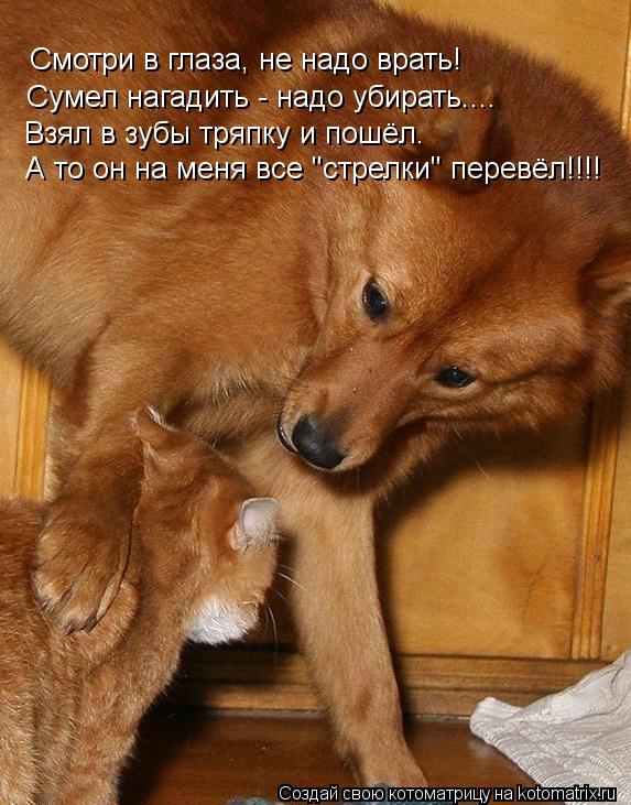 Смотри в глаза, не надо врать! Сумел нагадить - надо убирать.... Взял в зубы тряпку и пошёл. А то он ... Котоматрица: Смотри в глаза, не надо врать! Сумел нагадить - надо убирать.... Взял в зубы тряпку и пошёл. А то он на меня все "стрелки" перевёл!!!!