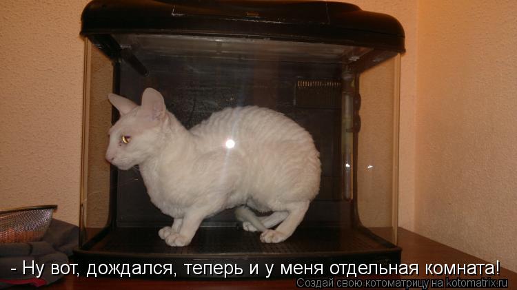 - Ну вот, дождался, теперь и у меня отдельная комната!... Котоматрица: - Ну вот, дождался, теперь и у меня отдельная комната!