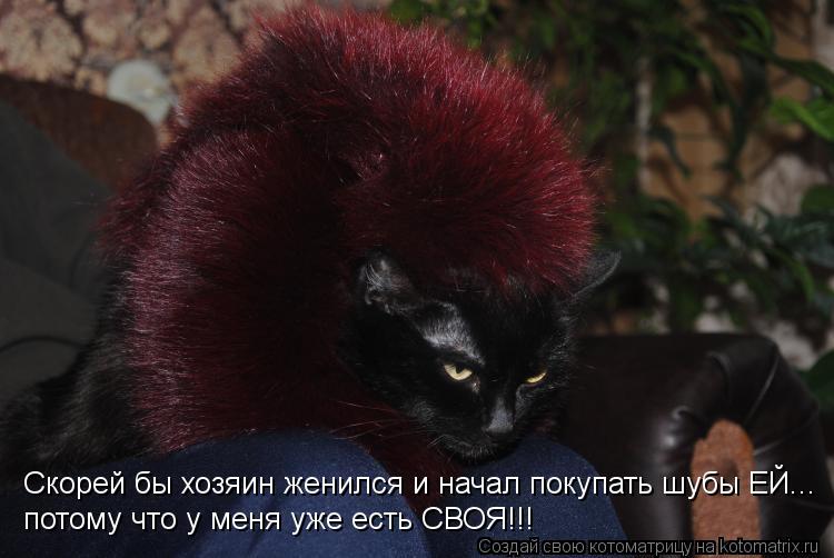 Скорей бы хозяин женился и начал покупать шубы ЕЙ... потому что у меня уже есть СВОЯ!!!... Котоматрица: Скорей бы хозяин женился и начал покупать шубы ЕЙ... потому что у меня уже есть СВОЯ!!!