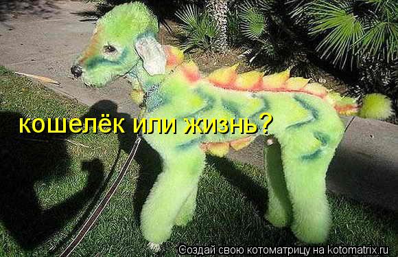кошелёк или жизнь?... Котоматрица: кошелёк или жизнь?