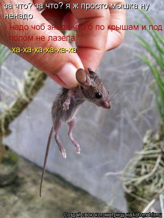 за что? за что? я ж просто мышка ну ненадо - надо чоб знала что б по крышам и под полом не лазела ха... Котоматрица: за что? за что? я ж просто мышка ну ненадо - надо чоб знала что б по крышам и под полом не лазела ха-ха-ха-ха-ха-ха