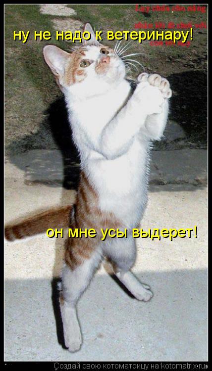 ну не надо к ветеринару! он мне усы выдерет!... Котоматрица: ну не надо к ветеринару! он мне усы выдерет!