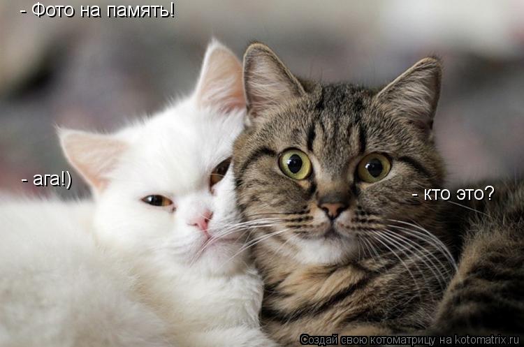 - Фото на память! - ага!) - кто это?... Котоматрица: - Фото на память! - ага!) - кто это?