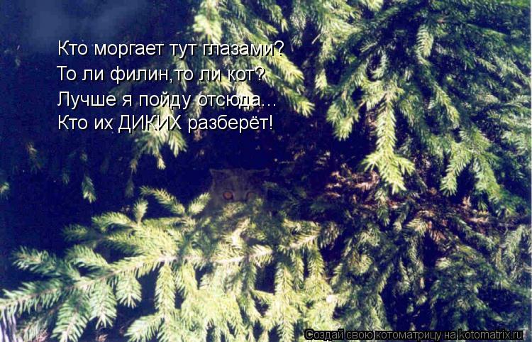 Кто моргает тут глазами? Кто их ДИКИХ разберёт! Лучше я пойду отсюда... То ли филин,то ли кот?... Котоматрица: Кто моргает тут глазами? Кто их ДИКИХ разберёт! Лучше я пойду отсюда... То ли филин,то ли кот?